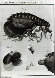 Tafel IV der Fliegen und Flöhe